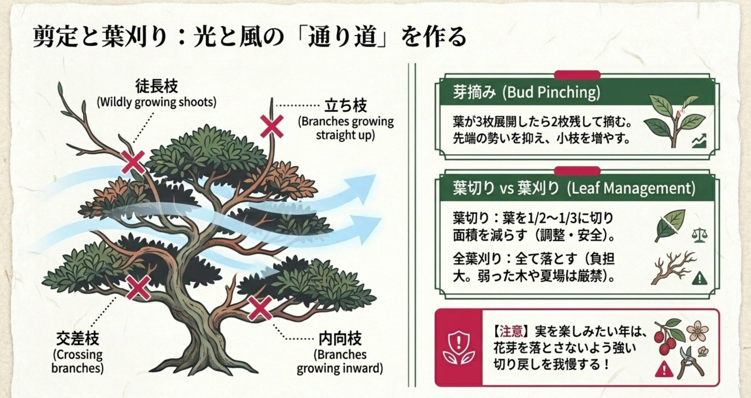 徒長枝、立ち枝、交差枝、内向枝などの忌み枝を図解したイラスト。光と風の通り道を作るための剪定や葉切りの注意点を示すスライド。