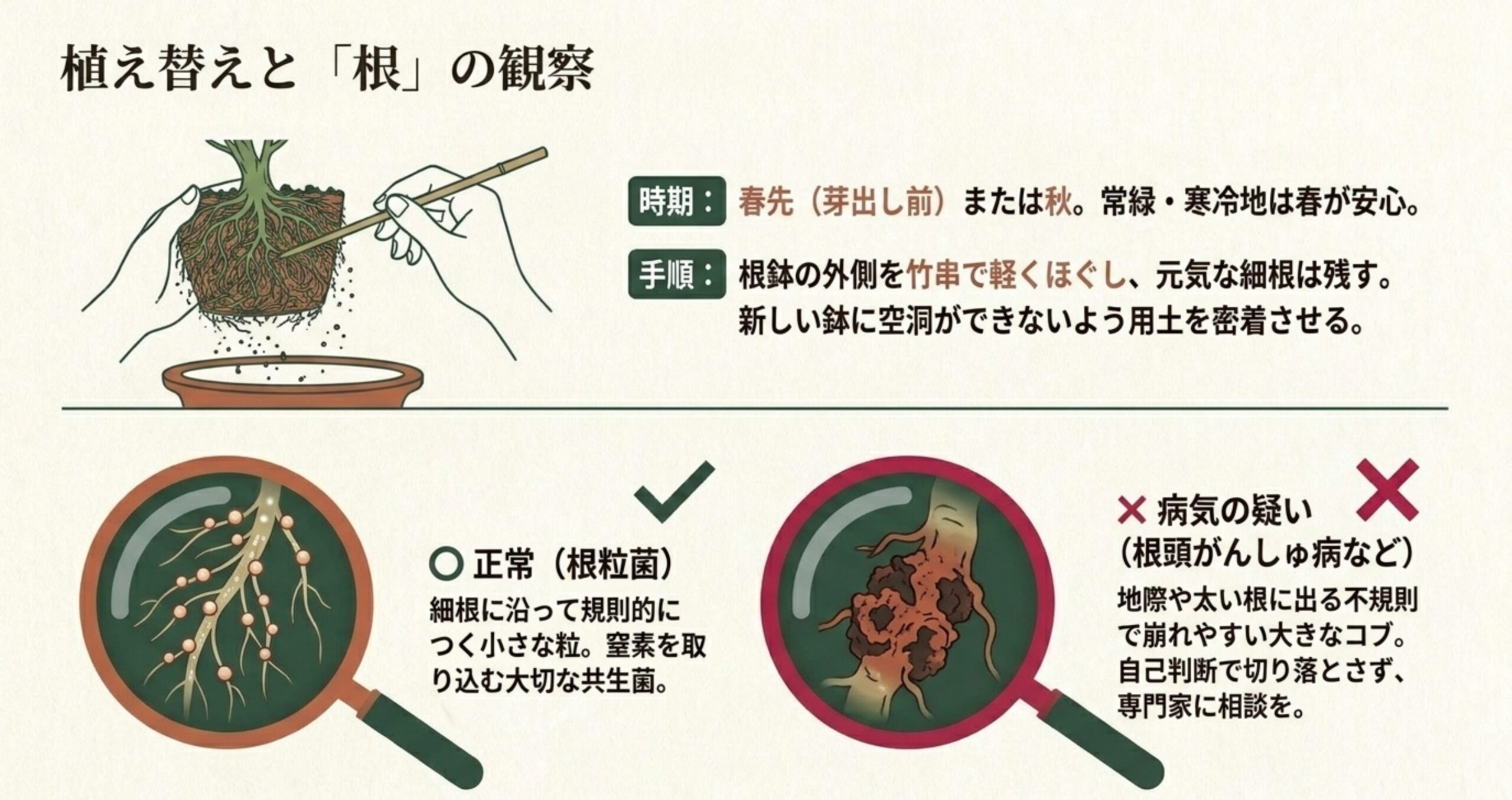鉢から根鉢を取り出して竹串でほぐす様子と、正常な根粒菌と病気（根頭がんしゅ病）のコブを虫眼鏡で比較した図解スライド。