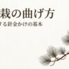 銅線が巻かれた松盆栽の枝先のイラスト。タイトル「松盆栽の曲げ方 木と対話する針金かけの基本」