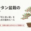 花と赤い実を毎年楽しむためのベニシタン盆栽の育て方完全ガイドのタイトルスライド