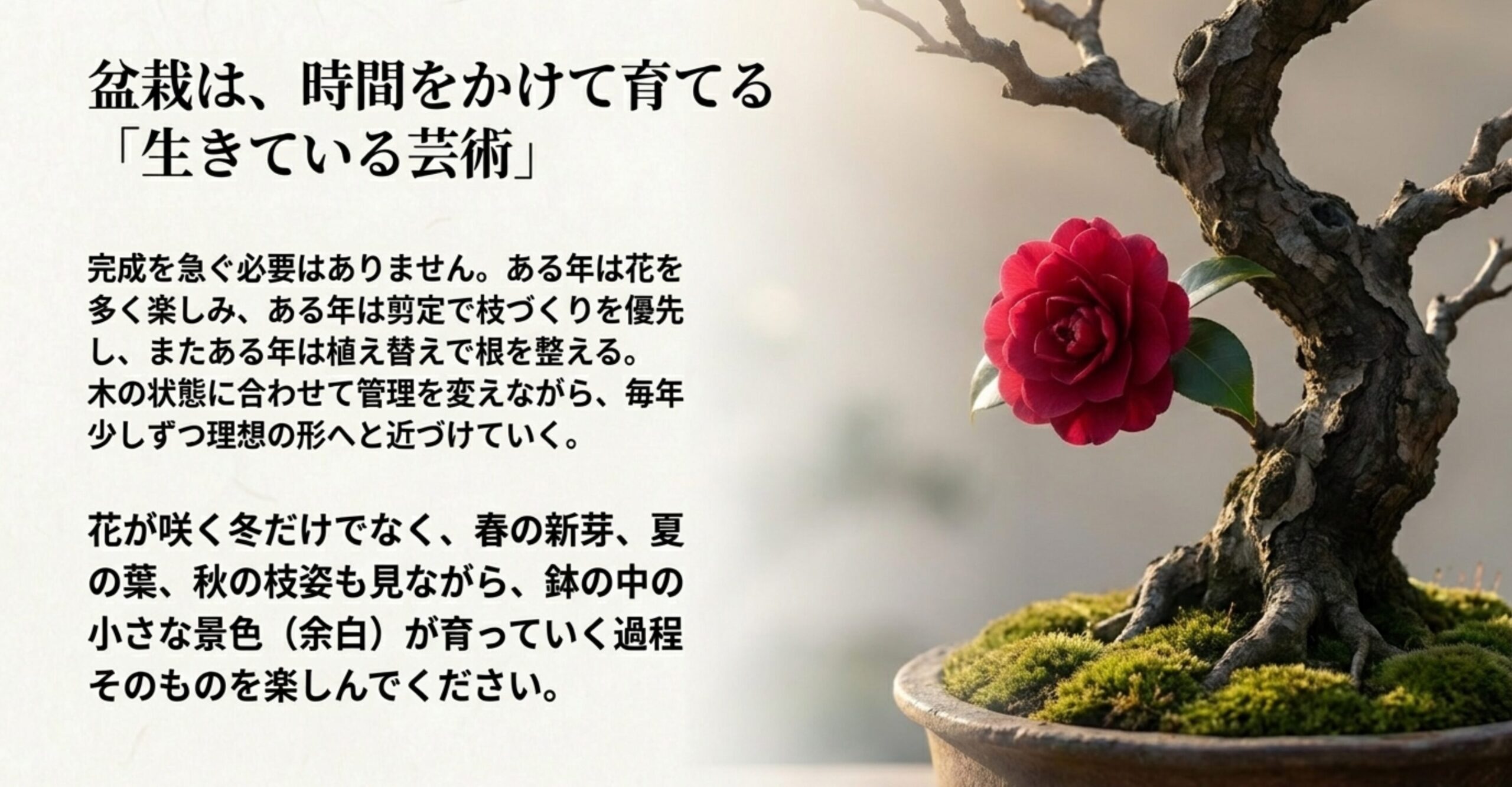 椿盆栽の樹形は完成を急がず、四季の変化に合わせて時間をかけて育てる生きている芸術であることを伝える画像