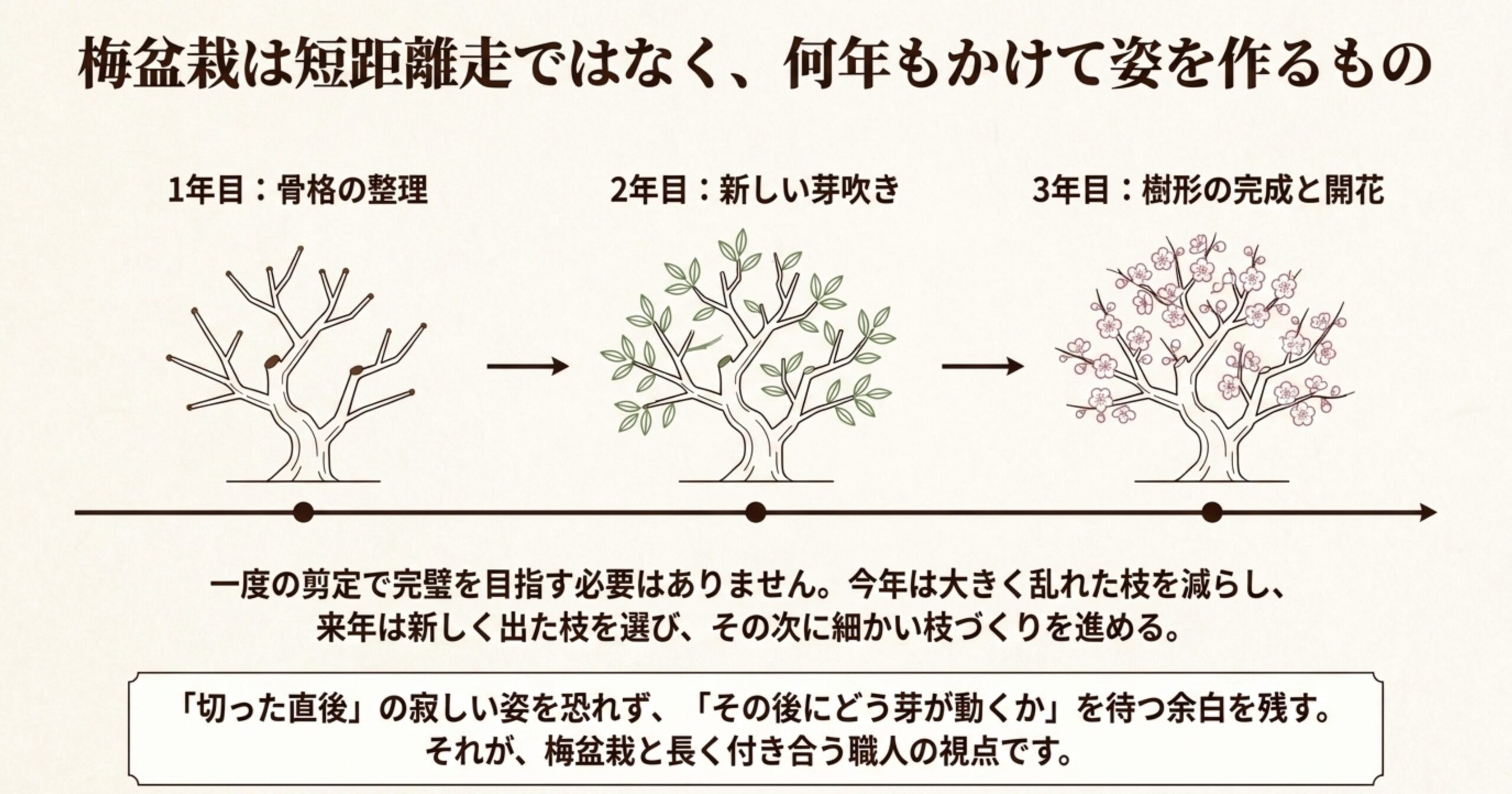 1年目（骨格の整理）、2年目（新しい芽吹き）、3年目（樹形の完成）へと進む梅盆栽の成長過程