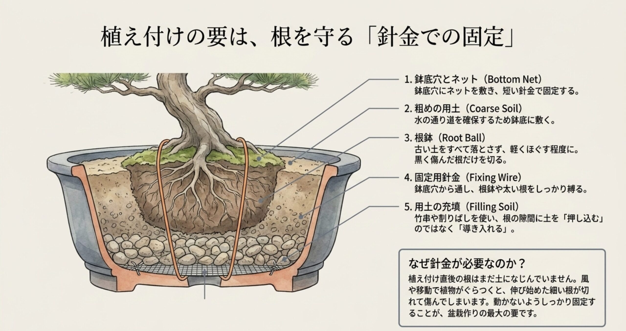 鉢底ネット、粗めの用土、根鉢、固定用針金、用土の充填の構造がわかる植え付け時の鉢の断面図