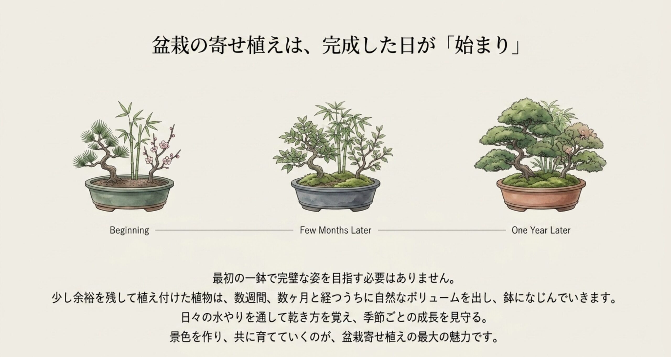 植え付け直後から数ヶ月後、1年後へと、植物が自然なボリュームを出して鉢になじんでいく成長過程を描いたイラスト