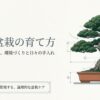 盆栽鉢に植えられた石化檜盆栽の全体図と、日々の手入れのポイントを示すイラスト