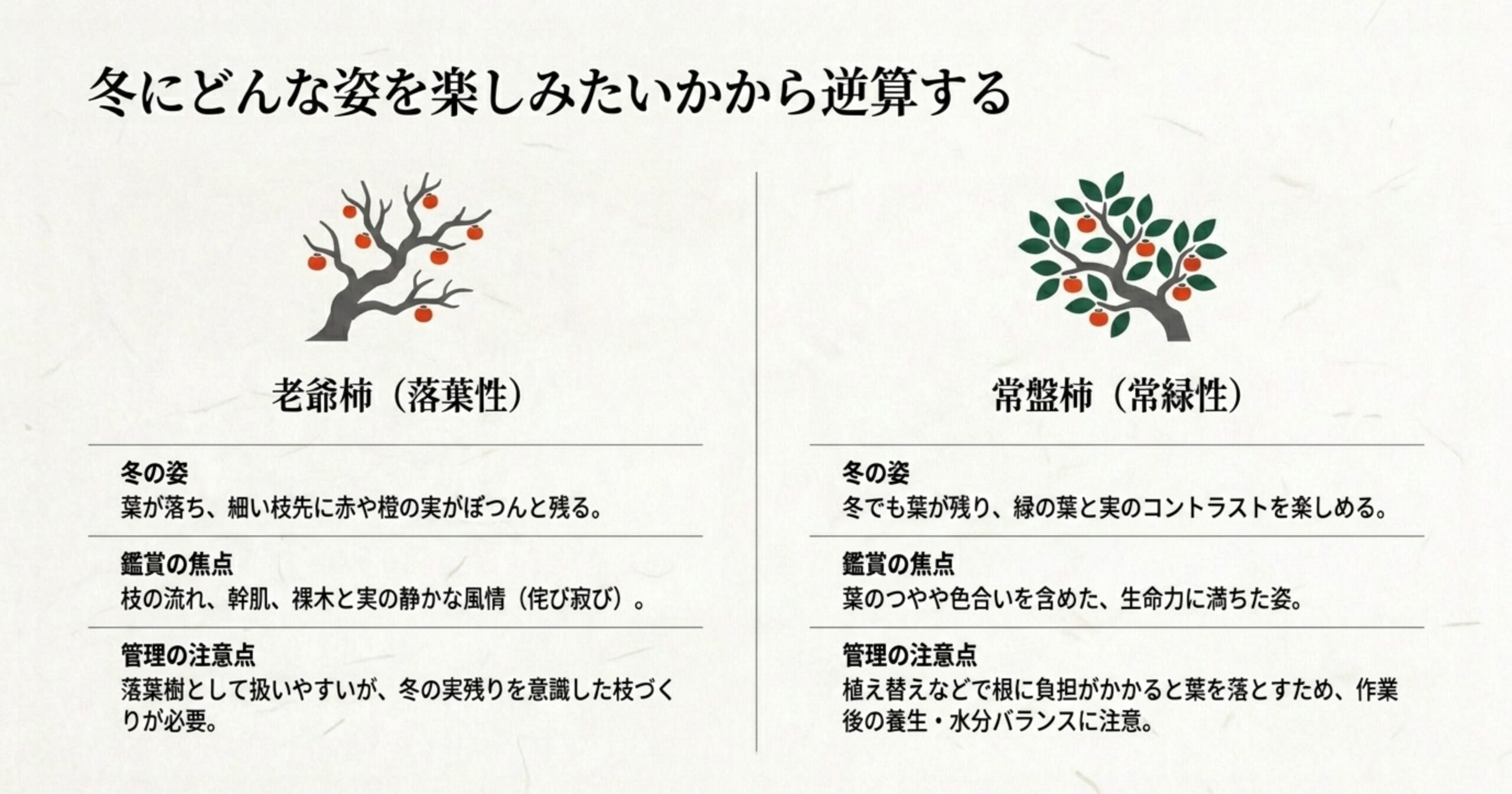 落葉性である老爺柿の裸木姿と、常緑性である常盤柿の葉が残る姿を比較し、それぞれの鑑賞の焦点と管理の注意点をまとめた図解