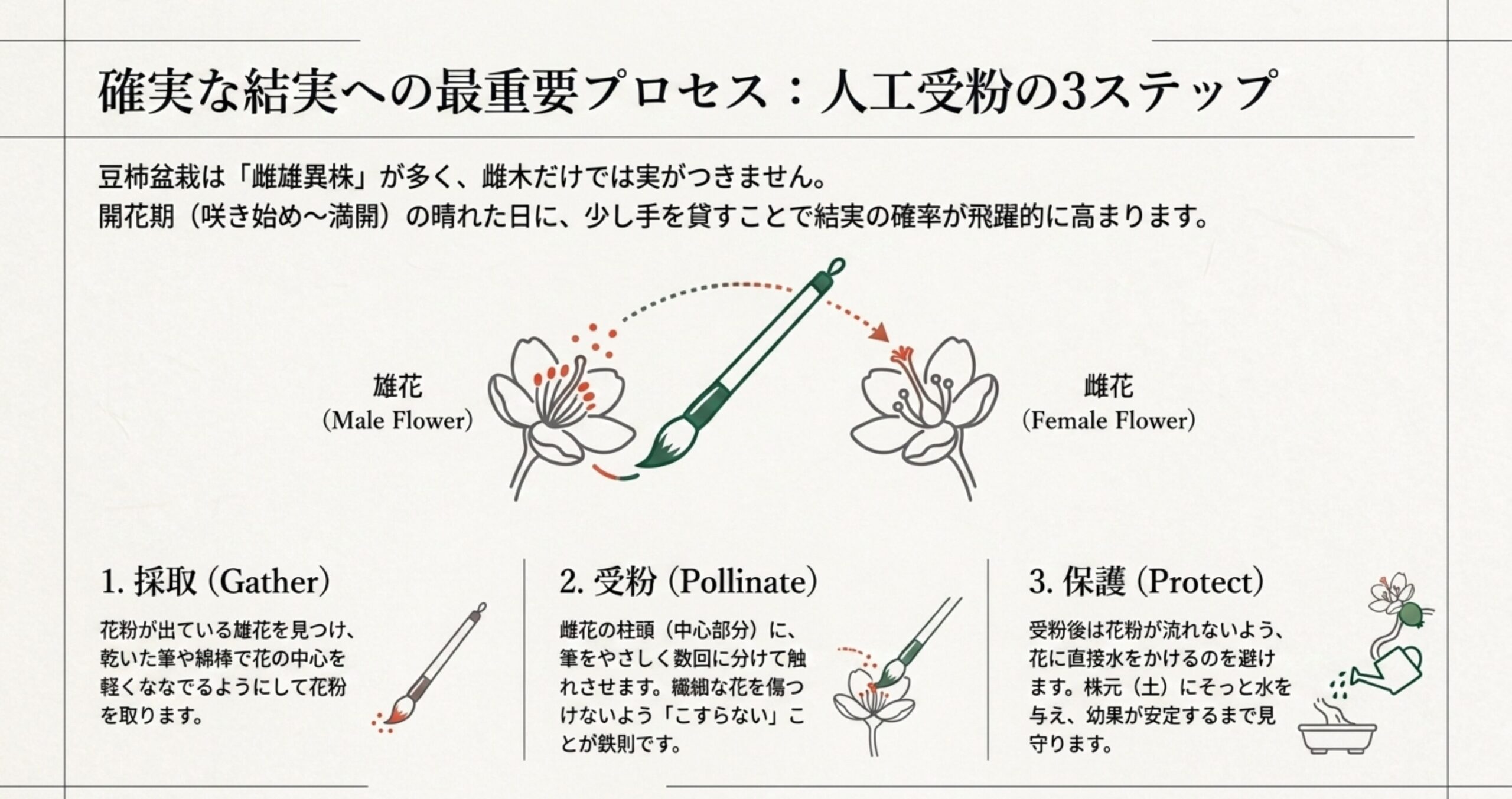 雄花からの花粉採取、雌花への受粉、受粉後の保護という確実な結実に向けた人工受粉の3つのステップを描いたイラスト