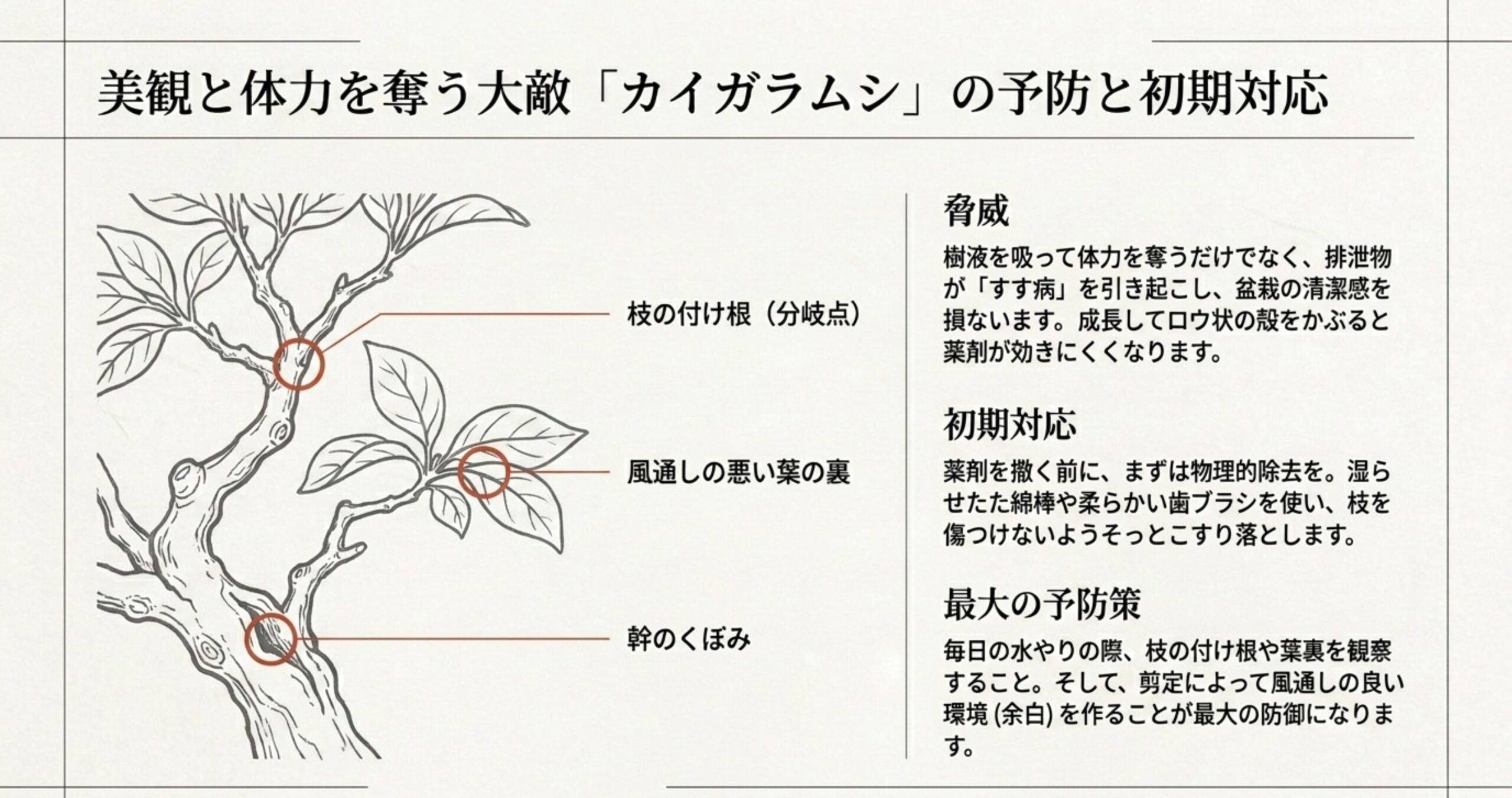 カイガラムシが発生しやすい枝の付け根、風通しの悪い葉の裏、幹のくぼみを示す樹木イラストと、物理的除去などの予防策