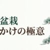 黒松盆栽の力強い枝ぶりと「針金かけの極意」というタイトルが描かれたスライド画像
