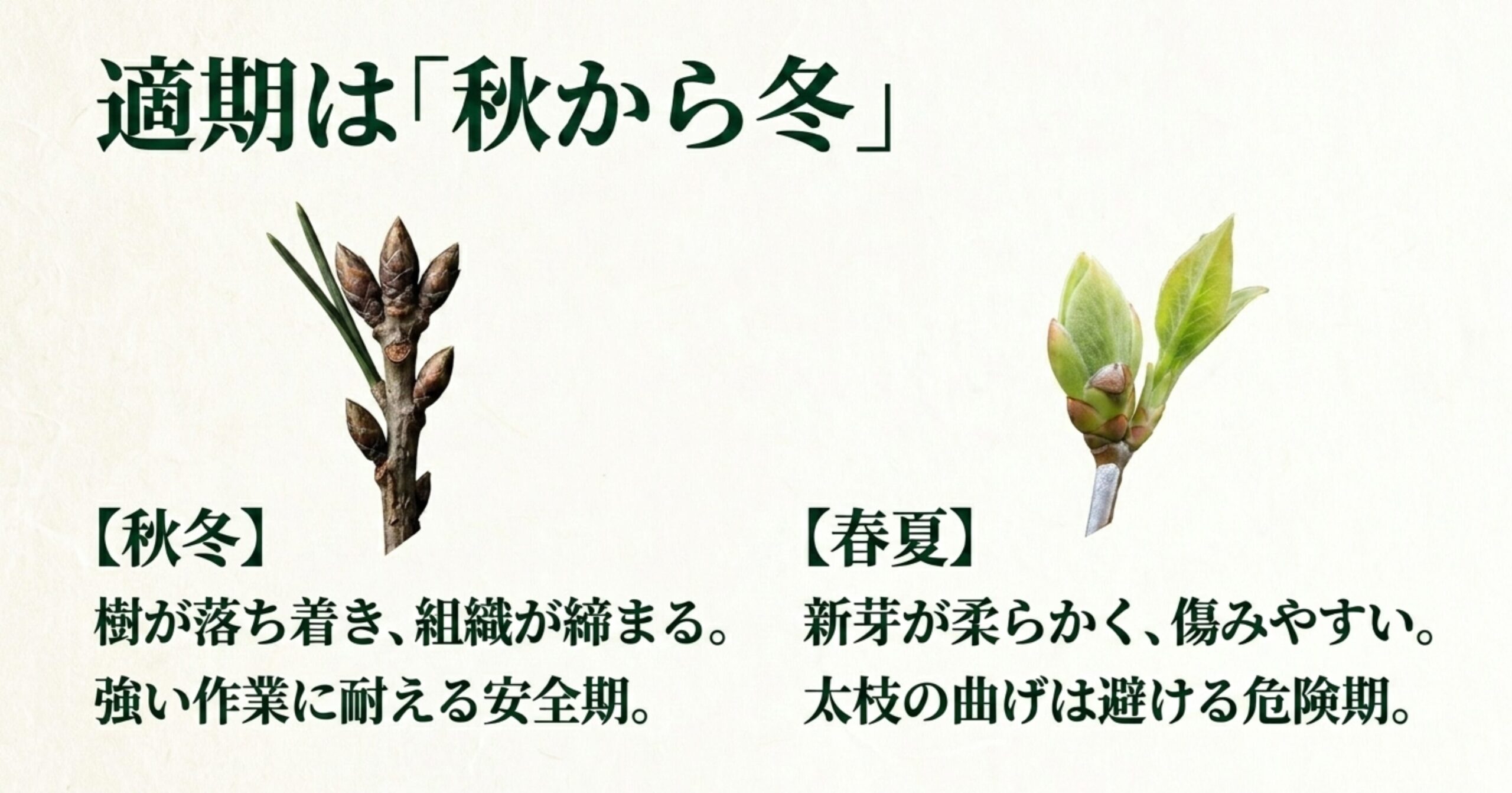 黒松の芽の画像とともに、針金かけの適期が秋から冬(安全期)であり、春から夏(危険期)は避けるべき理由を解説したスライド