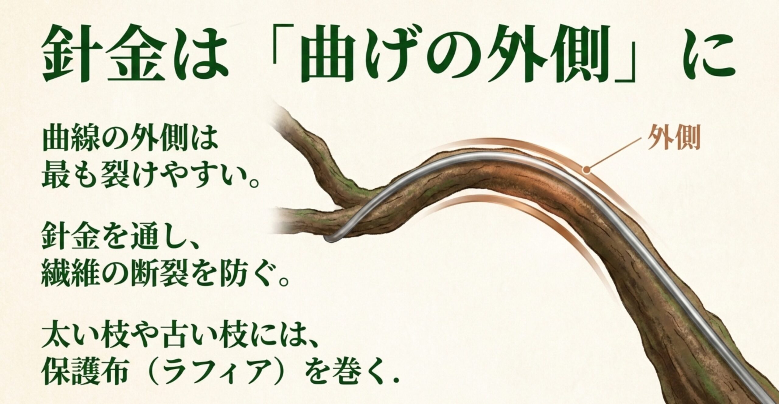 枝を曲げた際に最も裂けやすい曲線の外側に針金を通すことで繊維の断裂を防ぐ仕組みと、太い枝へのラフィア保護を推奨するスライド