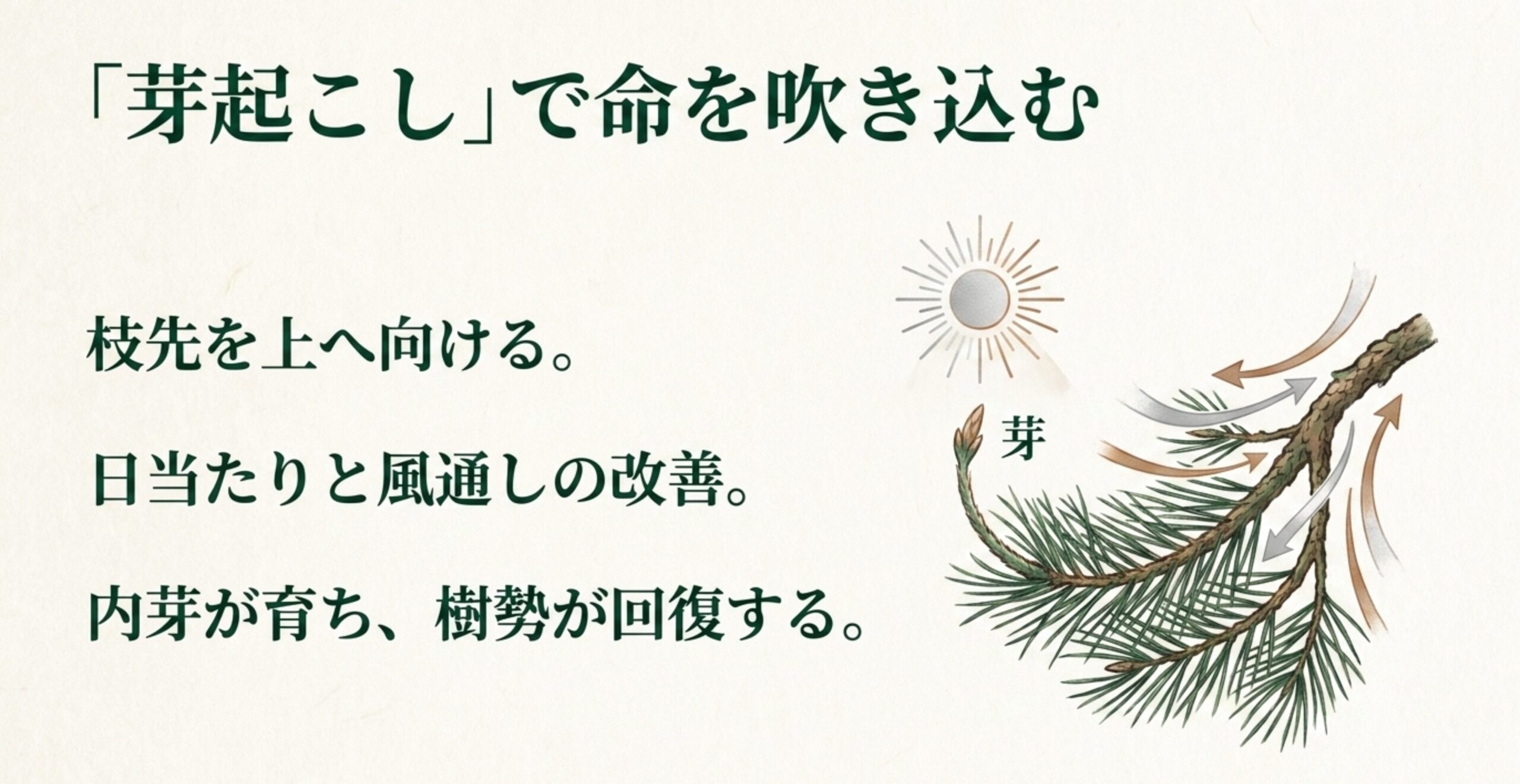 枝先を上へ向ける「芽起こし」によって日当たりと風通しが改善し、黒松の内芽が育ち樹勢が回復するメカニズムを図解したスライド
