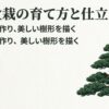 真柏盆栽の育て方と仕立て方のイメージイラスト