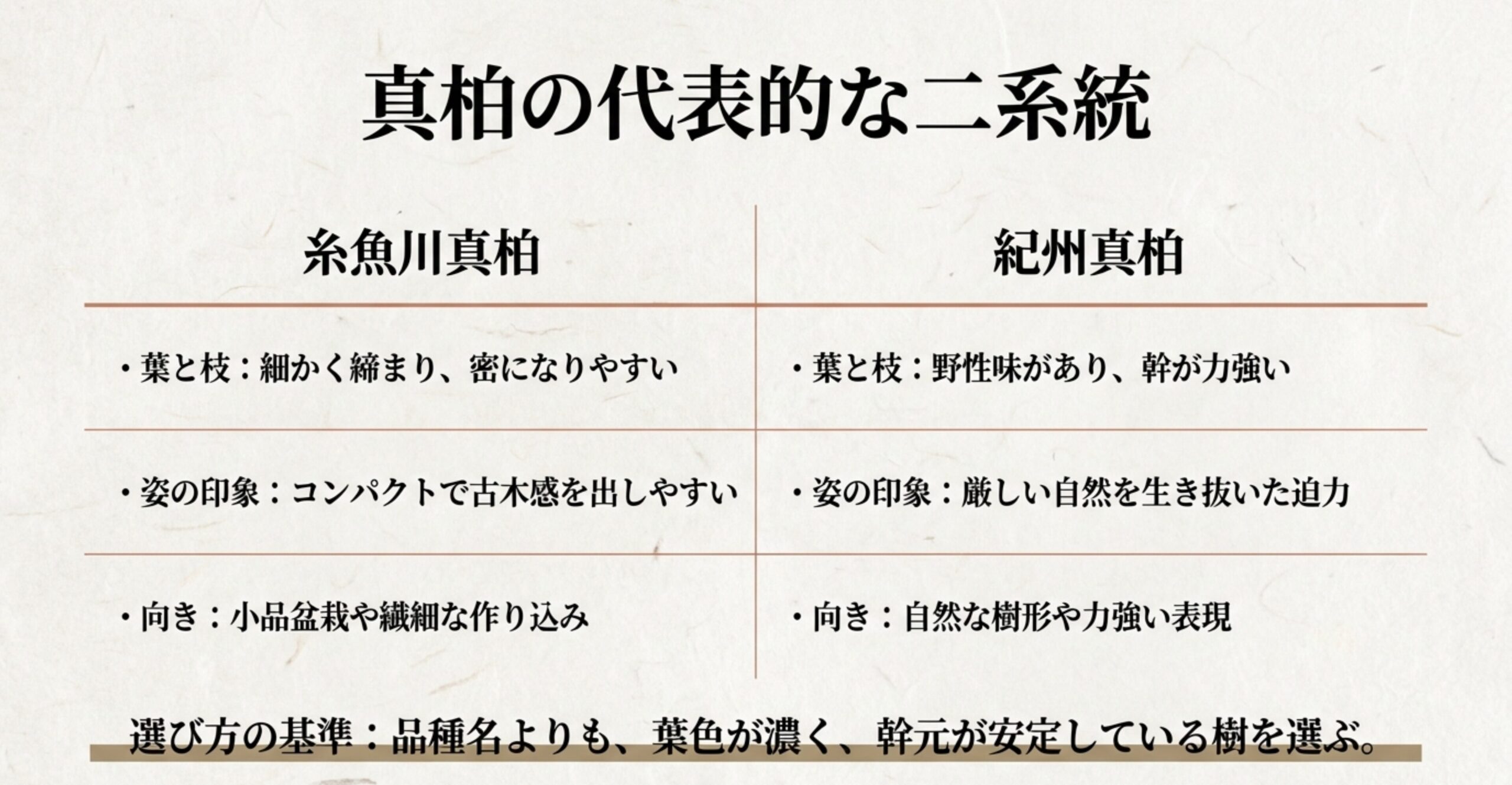 糸魚川真柏と紀州真柏の葉・枝・姿の印象や向き不向きなどの特徴を比較した表