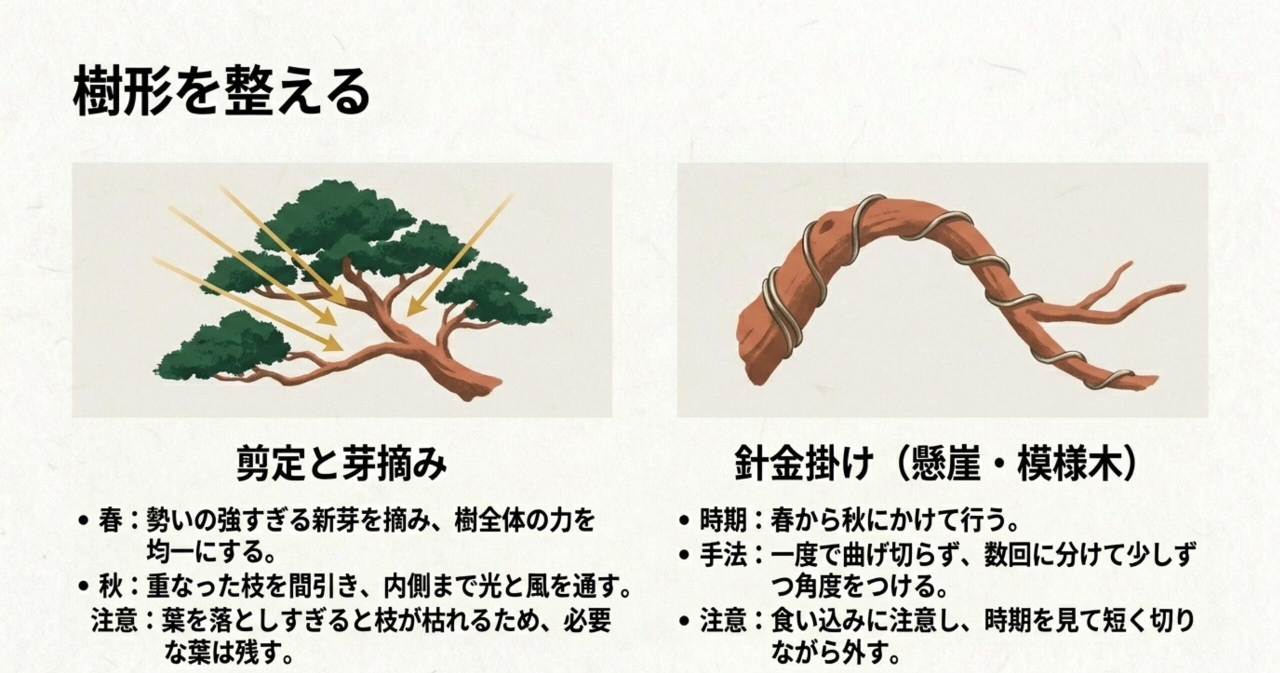 真柏盆栽の樹形を整えるための剪定と芽摘み、および針金掛けのポイントを図解