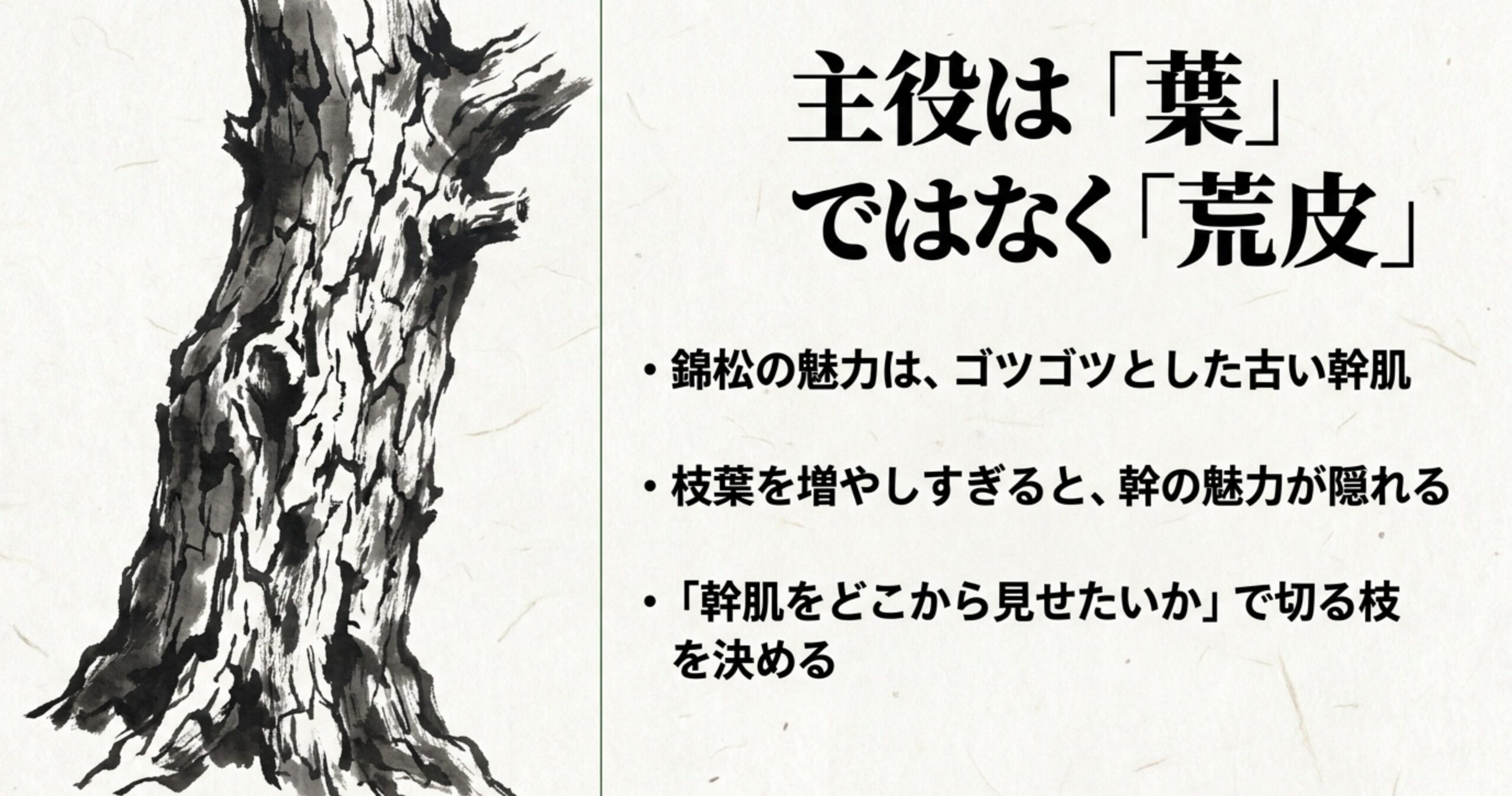 荒々しく割れた錦松の幹肌の墨絵風イラストと、主役は葉ではなく荒皮という解説