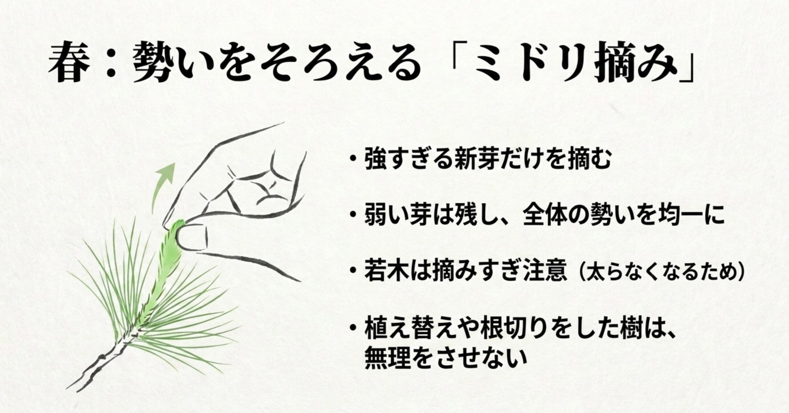 春に伸びた強い新芽（ミドリ）を指で摘み取る様子のイラストと、勢いをそろえる注意点の解説