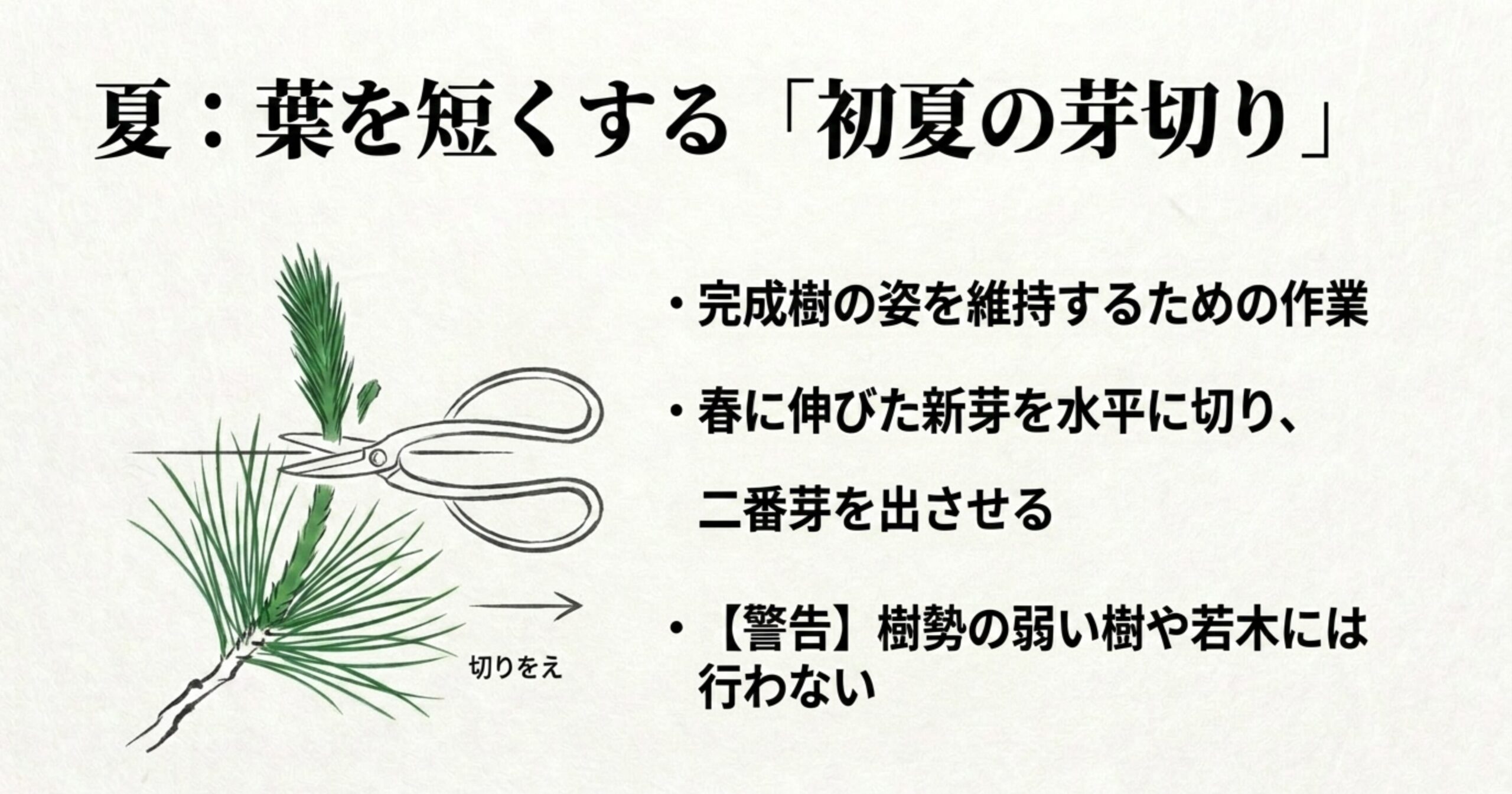 盆栽鋏を使って春に伸びた新芽を水平に切り取る、初夏の芽切りのイラストと解説