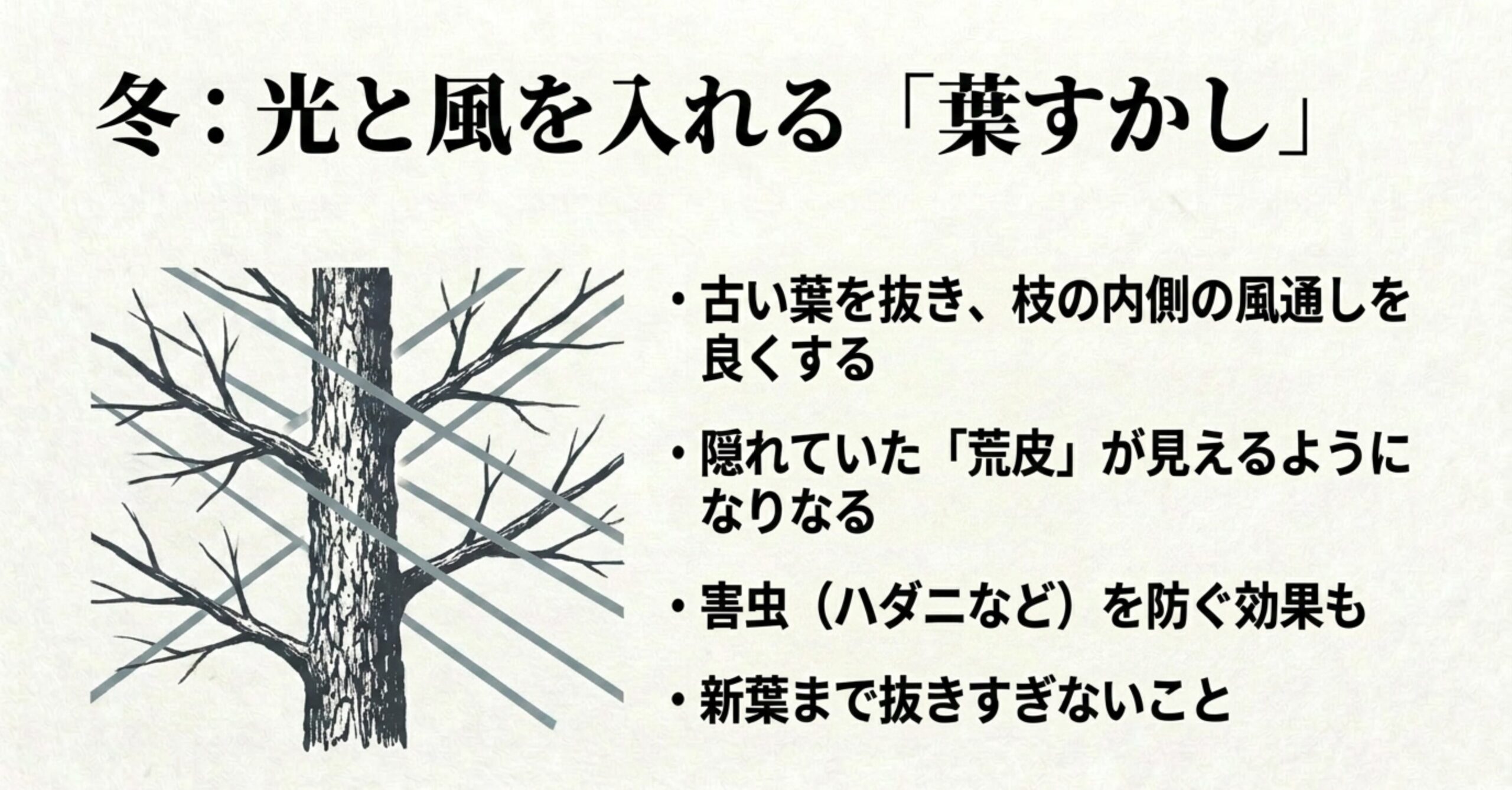 枝の内側に光と風が入るように古い葉を抜いた松の木のイラストと葉すかしの解説