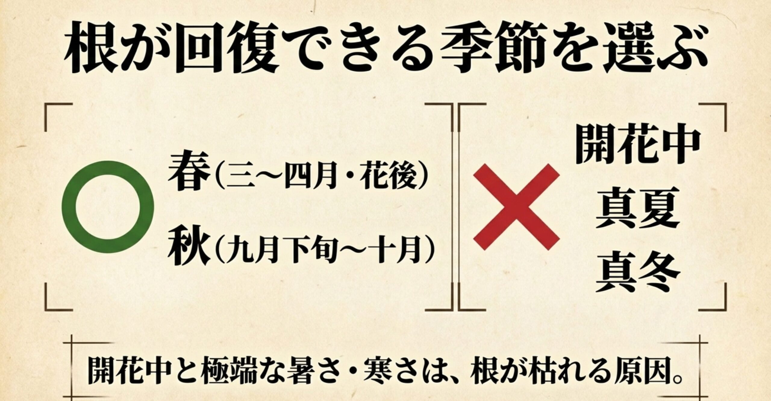 ツツジの根が回復できる季節として春と秋を推奨し、開花中や真夏、真冬を避けることを示す図解