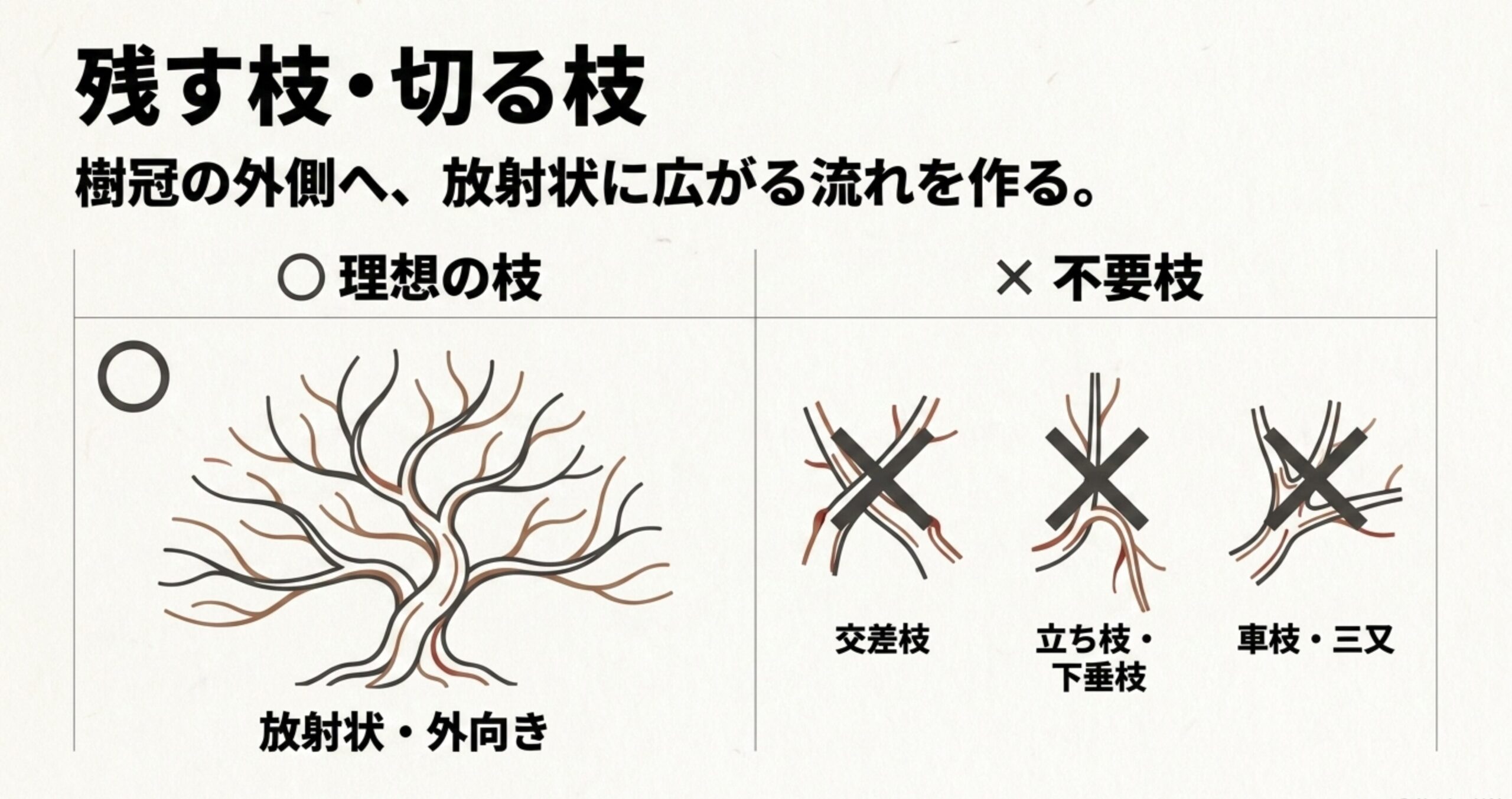 樹冠の外側へ放射状に広がる理想の枝と、交差枝や車枝など剪定で切るべき不要枝の一覧表