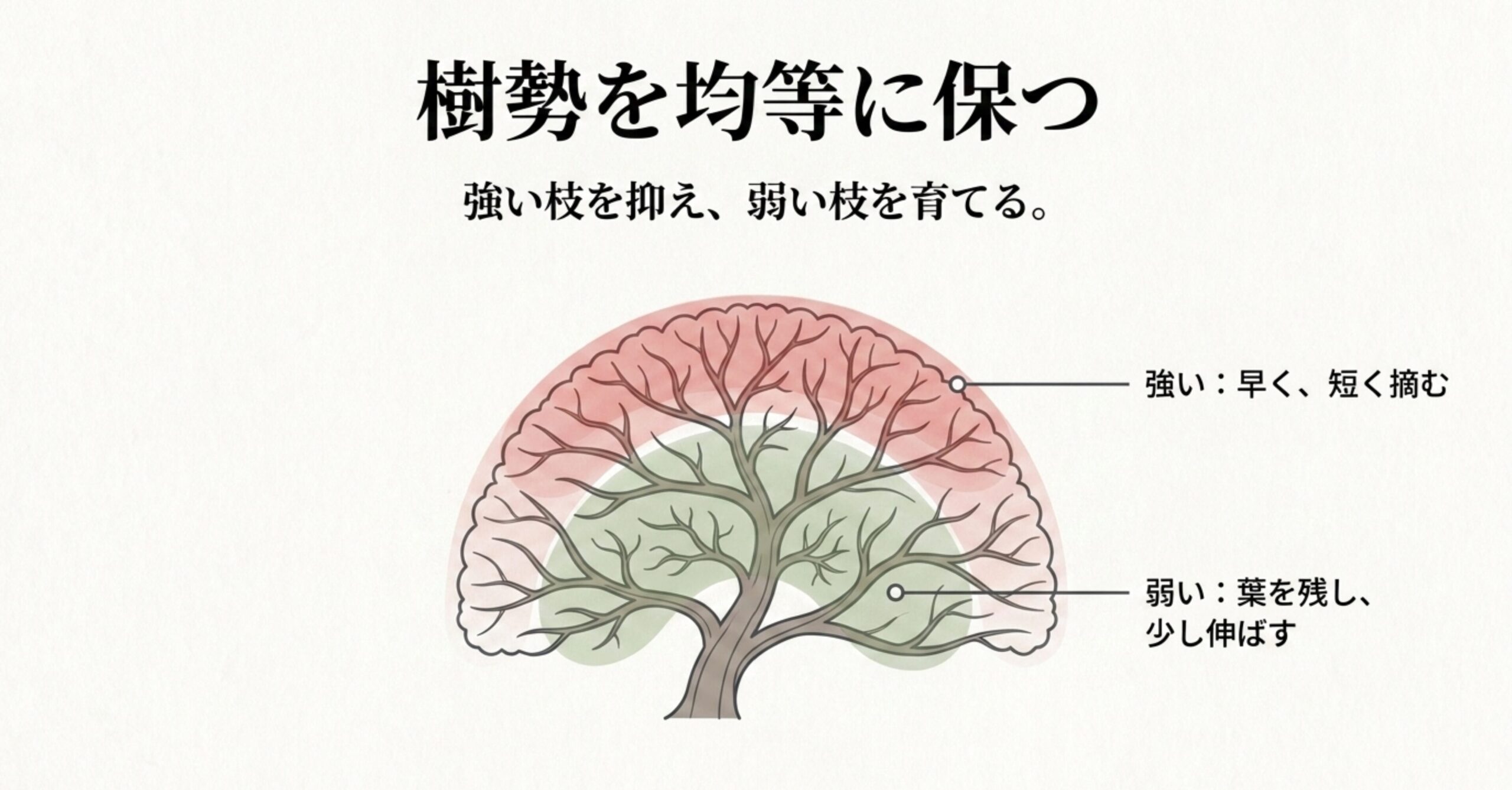 樹冠を半球状に保つため、強い枝は短く摘み、弱い枝は少し伸ばす樹勢コントロールの図解