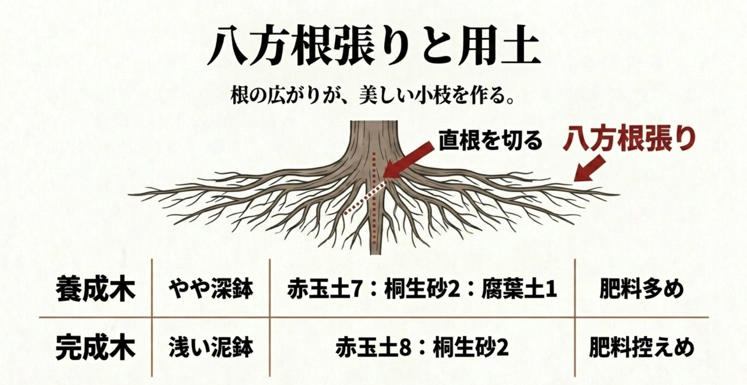 ケヤキの八方根張りを作るための直根処理と、養成木・完成木それぞれの用土配合や鉢選びの比較表