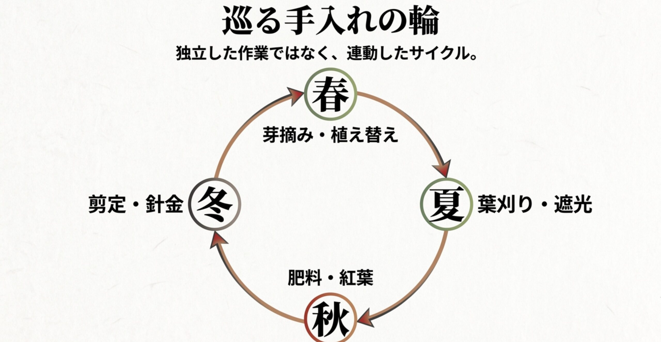 芽摘み、葉刈り、施肥、剪定など、ケヤキ盆栽の年間作業が連動するサイクルの図解