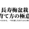 長寿梅盆栽 育て方の極意。基礎からわかる、一年を通したお手入れと病気対策。