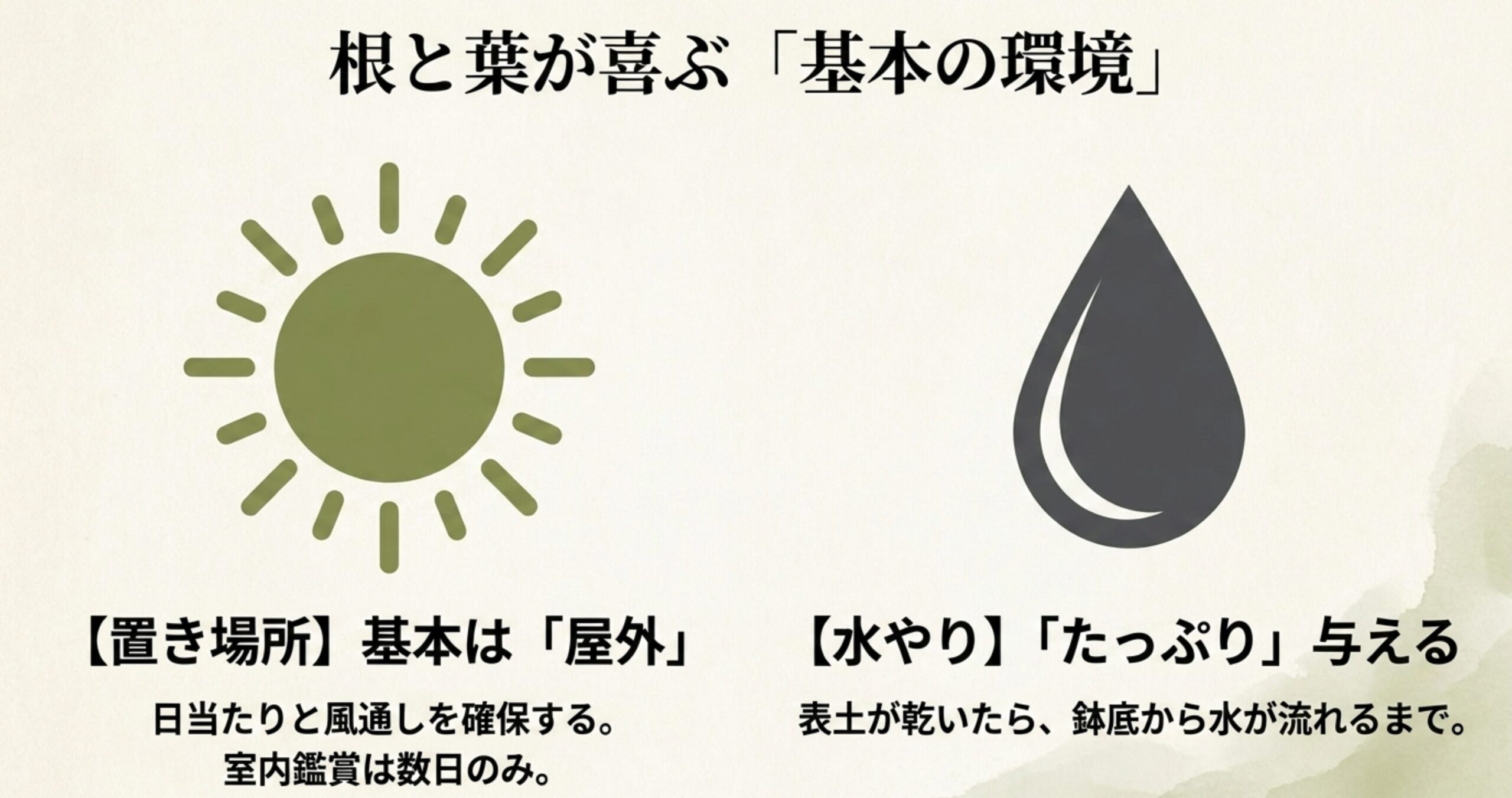 長寿梅盆栽の基本環境である、日当たりと風通しを確保する屋外での置き場所と、たっぷり与える水やりのポイント。