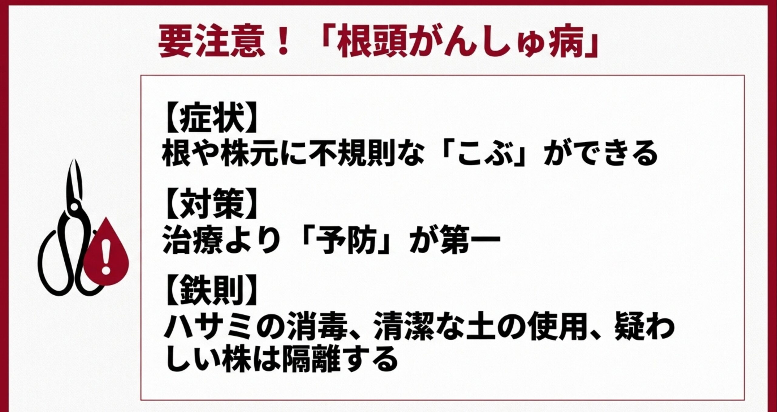 根や株元にこぶができる根頭がんしゅ病は治療より予防が第一。ハサミの消毒や清潔な土の使用、疑わしい株の隔離が鉄則であることを示す注意喚起。