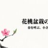 春を呼ぶ、小さな四季の巡り 。花桃盆栽の育て方を解説するタイトルスライド