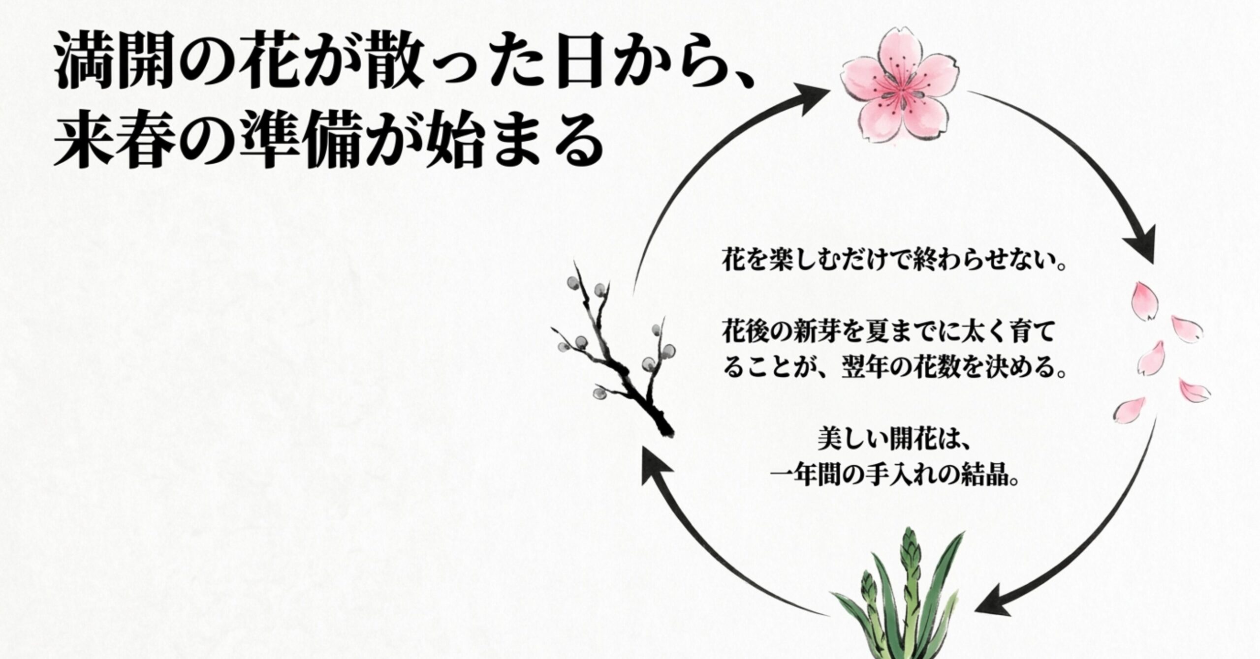 満開の花が散った日から、来春の準備が始まる 。花後の新芽を夏までに太く育てることが、翌年の花数を決めるという育成サイクルの解説 。