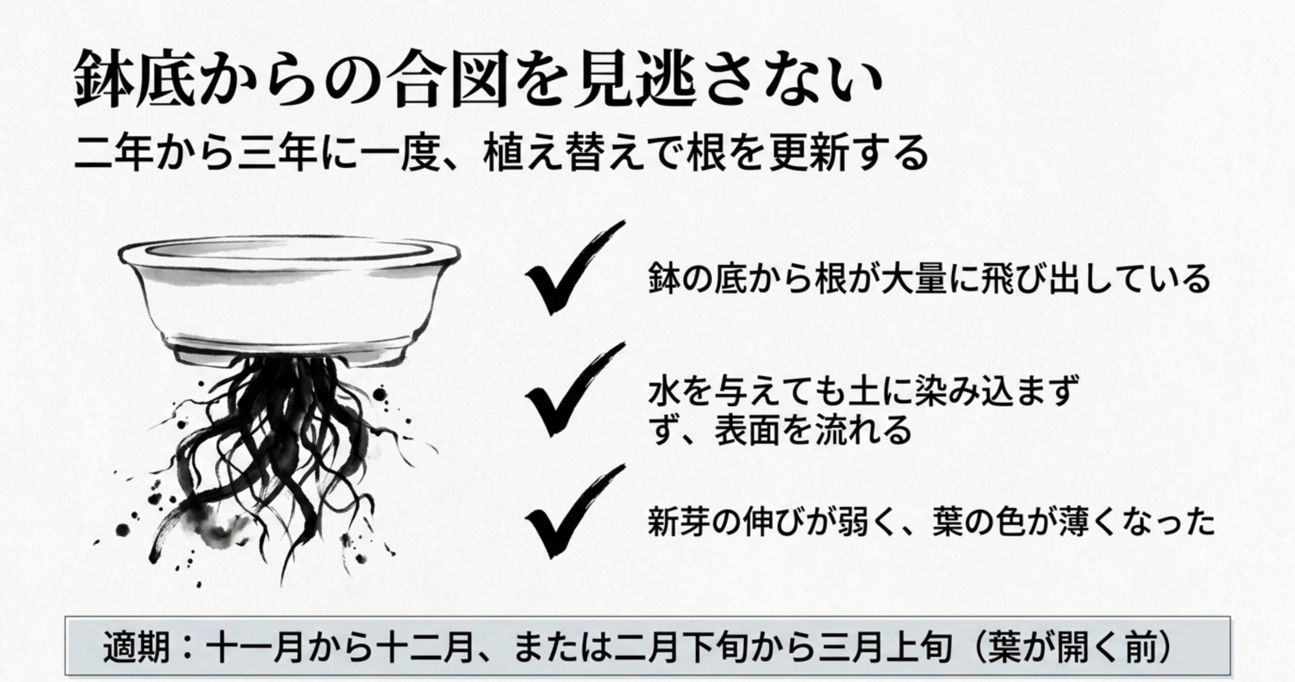 鉢の底から根が大量に飛び出しているイラスト 。水が染み込まない、新芽の伸びが弱いなどの合図と、適期についての解説 。