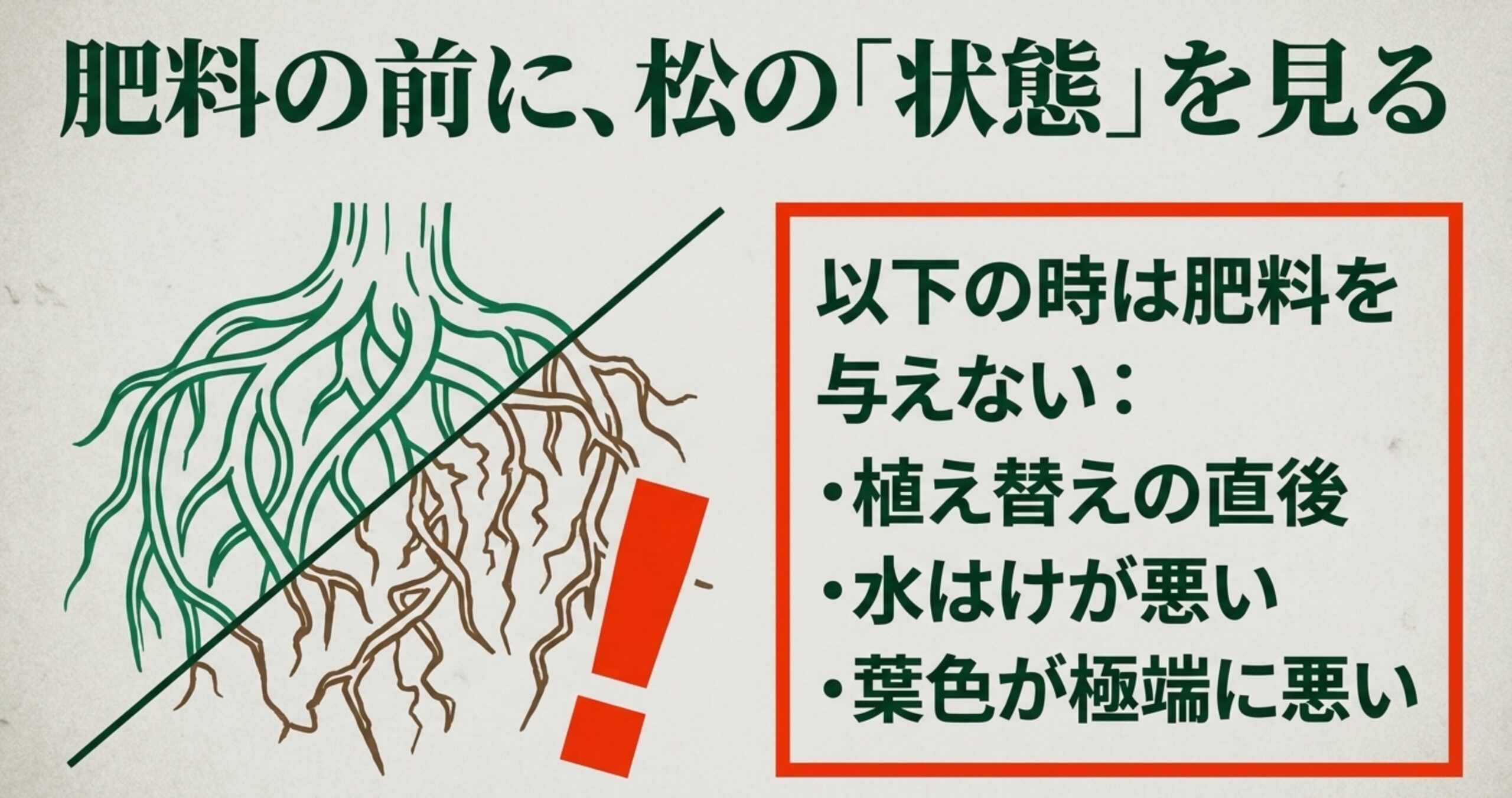 肥料の前に松の状態を見る重要性と、植え替え直後、水はけが悪い、葉色が極端に悪い時は肥料を与えないことを示すイラスト付きスライド