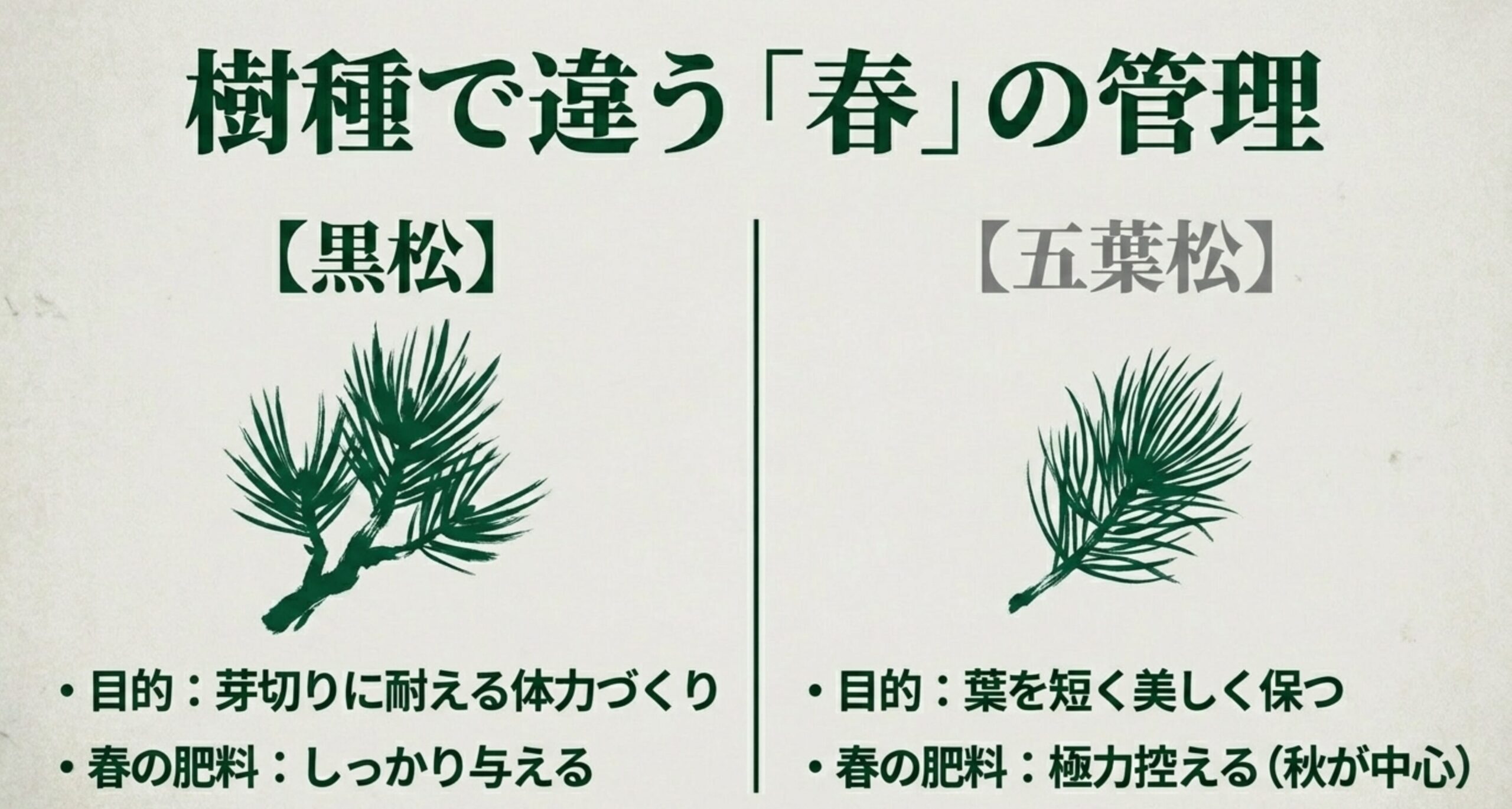 樹種で違う春の管理として、黒松は芽切りに耐える体力づくりのためにしっかり肥料を与え、五葉松は葉を短く保つために春の肥料を極力控えることを解説するスライド