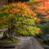 秋になっても緑の葉が残り紅葉が進まないもみじ盆栽