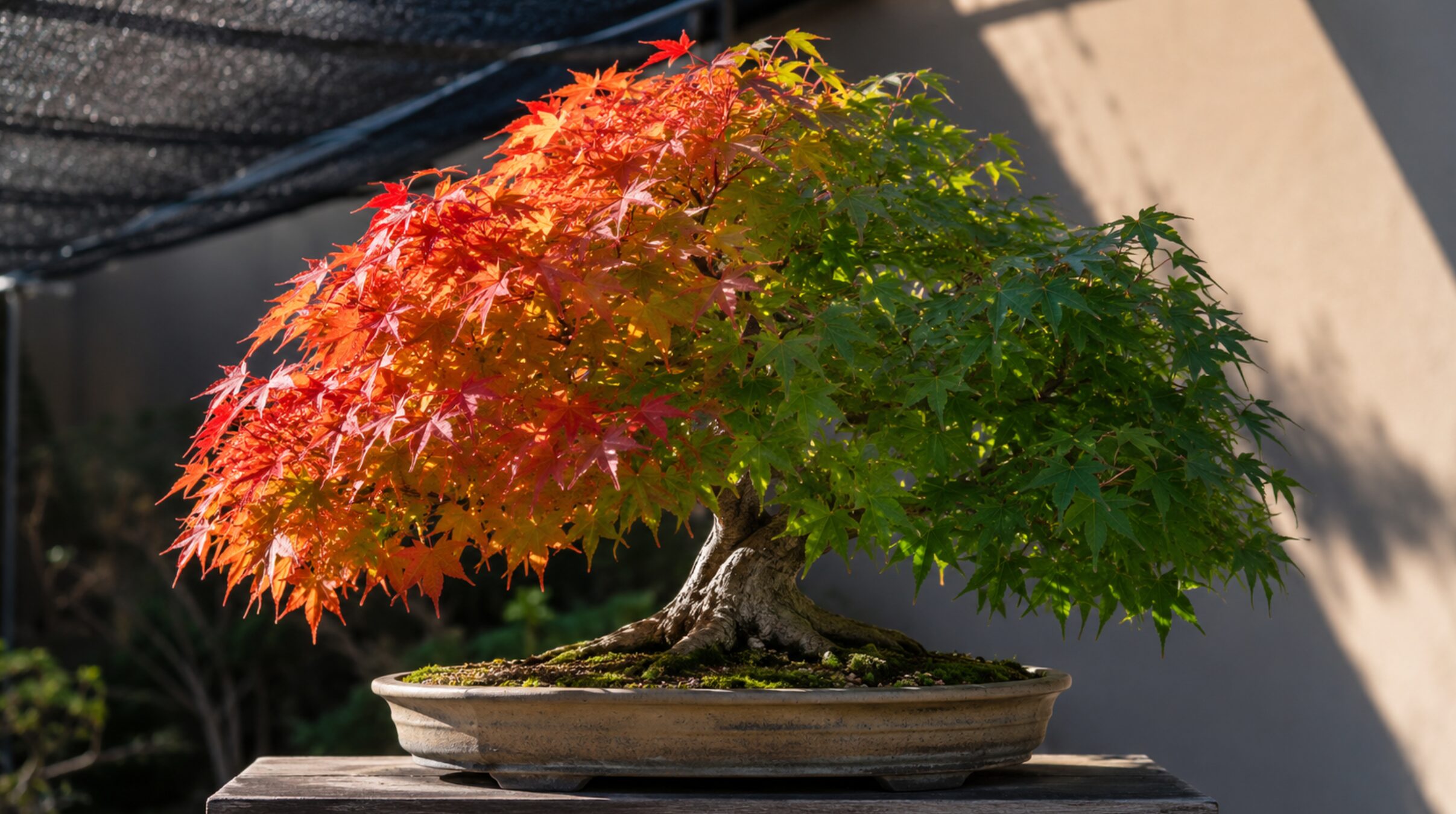 日当たりの差で片側だけ赤く紅葉したもみじ盆栽