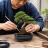 ミニ盆栽を新しい鉢へ植え替え竹箸で用土を詰める作業