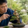 盆栽ばさみでミニ盆栽の枝を慎重に剪定する日本人男性
