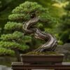 らせん状にねじれた太い幹と荒い樹皮を持つ黒松盆栽の完成例
