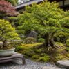 鉢植え盆栽と地植え盆栽を日本庭園で比較した様子