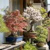 松やモミジ、花もの盆栽を見比べながら花粉リスクを確認する日本人男性