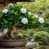太い幹と白い花が美しいクチナシ盆栽を日本庭園で育てる様子