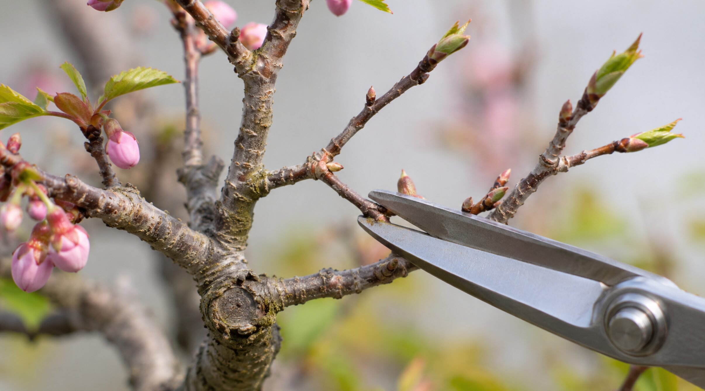 枝垂れ桜盆栽の芽を確認しながら枝先を剪定鋏で切り戻す様子