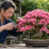 満開のさつき盆栽を盆栽鋏で剪定する日本人男性