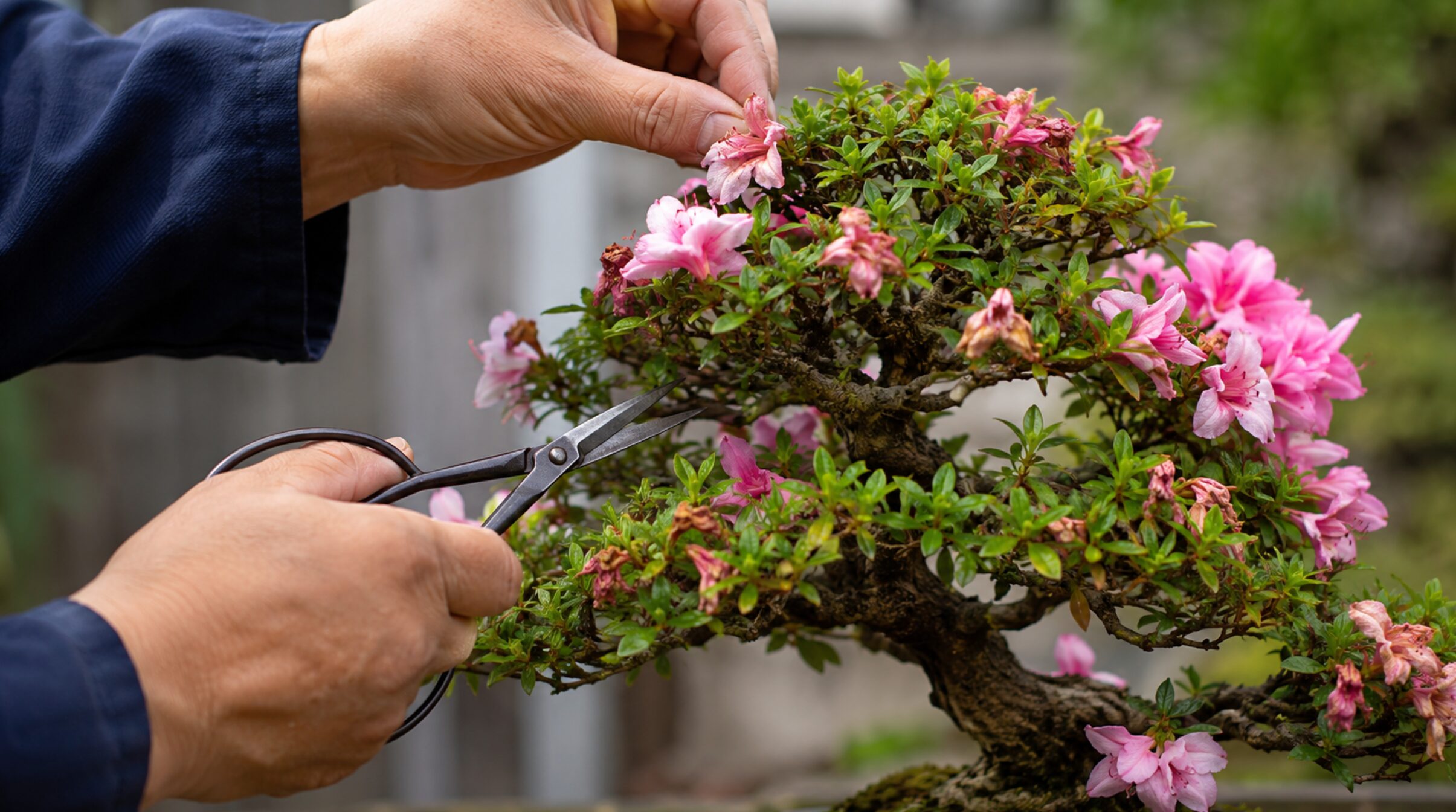 さつき盆栽の咲き終わった花を摘み取る花がら摘み作業