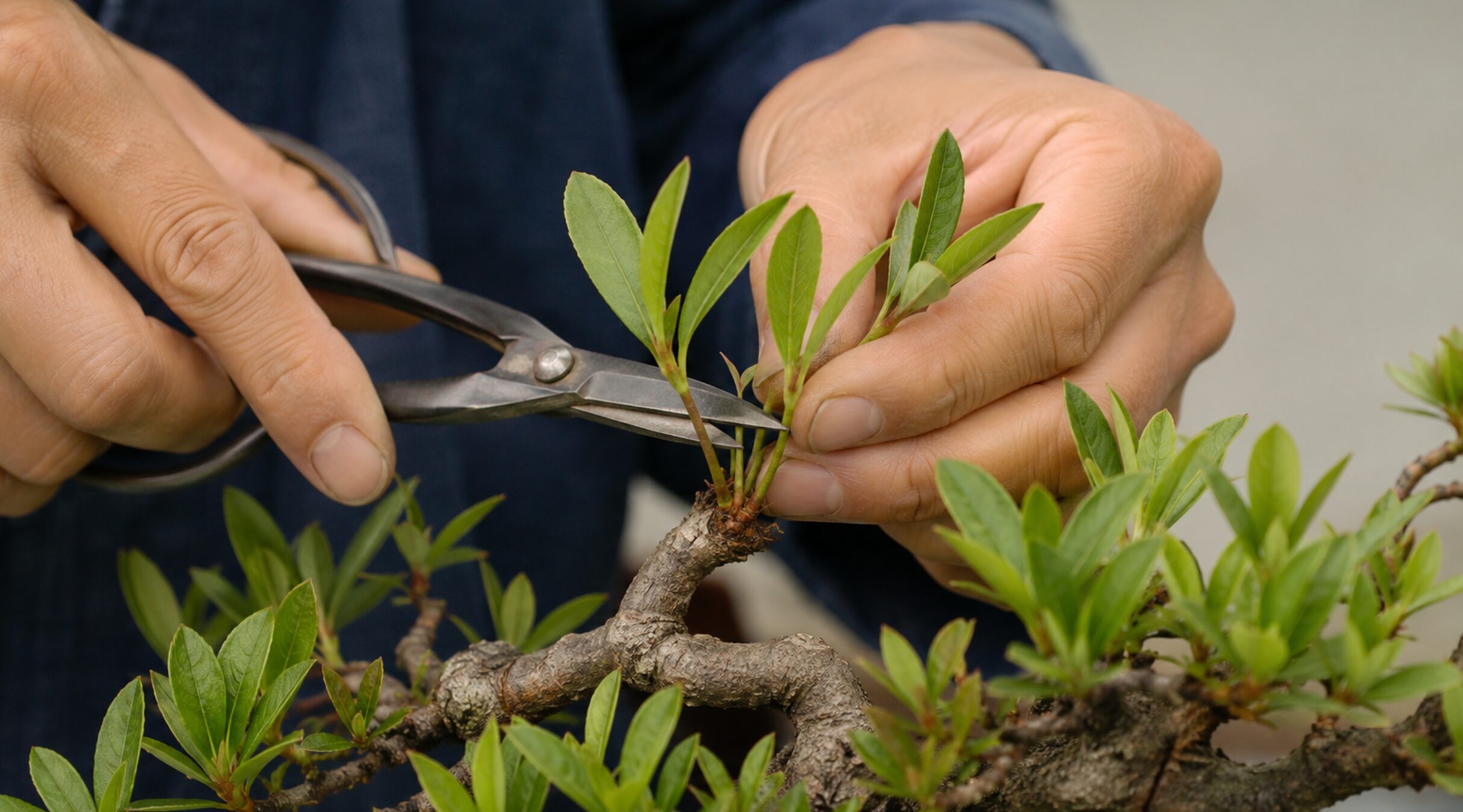 さつき盆栽の新芽を外向きの2本に整理する芽摘み剪定