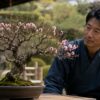 枝先に花が集まり枝元が寂しい梅盆栽を観察する日本人男性