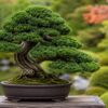 津山檜盆栽の濃緑の葉と曲がりのある幹を日本庭園で展示した姿